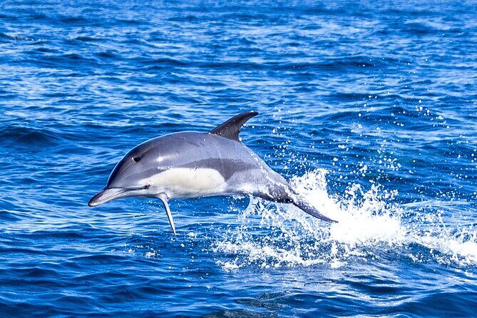 Dolphin Watching in Lisbon - Who Will Love This Tour?