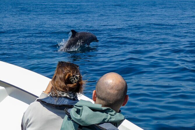 Dolphin Watching with Biologist in Arrábida Natural Park - Price and Value