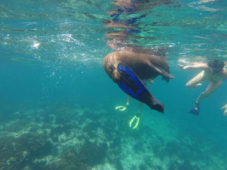 Espiritu Santo Snorkeling and Sea Lion Adventure - What to Expect During Your Day