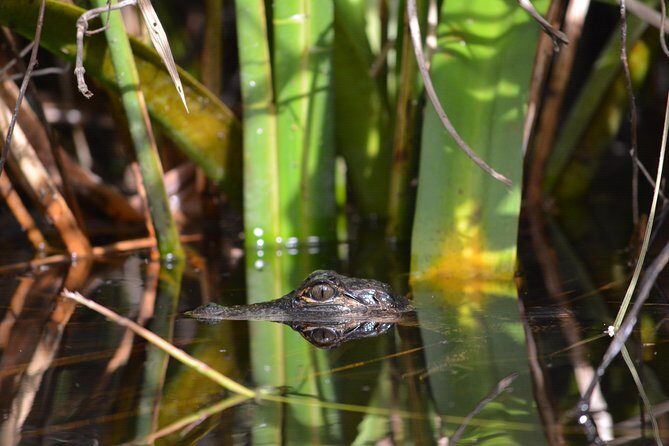 Everglades Kayak Safari Adventure Through Mangrove Tunnels - An Unforgettable Way to Experience the Everglades