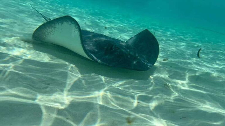 Excursion FRANCOPHONE inoubliable Cozumel El Cielo et tortue - The Itinerary Breakdown: What You Can Expect