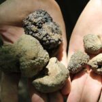 Experience Tuscan Truffle Hunting with Wine and Lunch - Additional Highlights and Practical Info