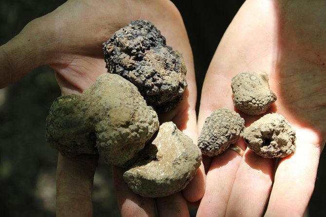 Experience Tuscan Truffle Hunting with Wine and Lunch - Additional Highlights and Practical Info