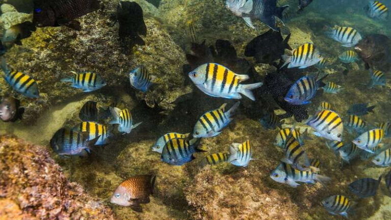 Explore and dive in a cenote and snorkel in Yal kú lagoon + Snaks - Introduction: A Glimpse of Adventure in Quintana Roo