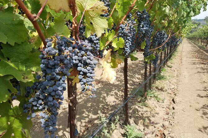 Explore Napa or Sonoma County Vineyards (Based on your reference) - 8 Hour Tour - Why Choose This Private Winery Tour?