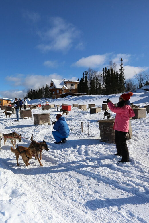 Fairbanks: 1-Hour Alaskan Winter Dog Sledding Adventure - What Travelers Love Most