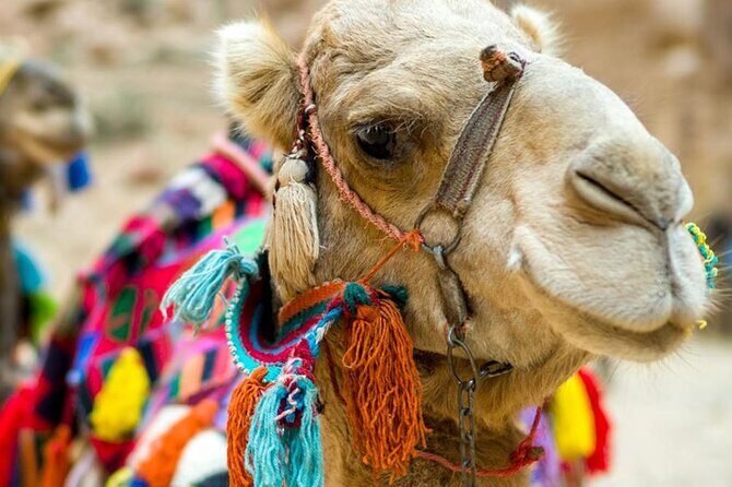 Fethiye Camel Riding at Gosht Town - What Makes This Tour Unique?