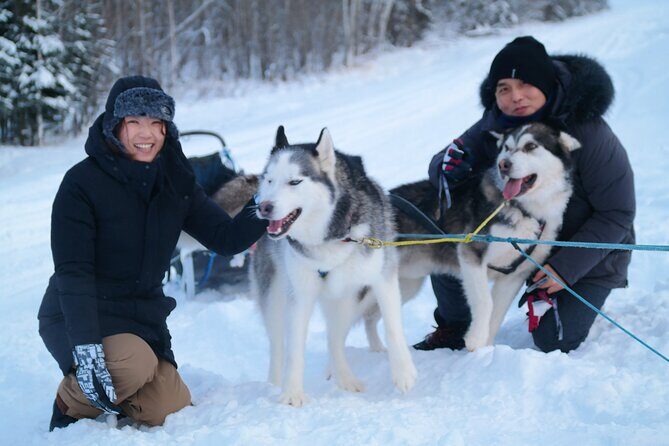 Free Pickup/Drop off: Alaskan Husky Dog Sledding with Free Photo - The Value and Practical Aspects