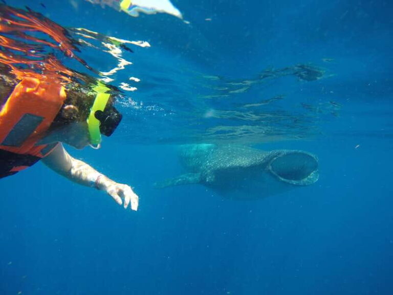 From Akumal: Whale Shark Tour - What Makes This Tour Stand Out?