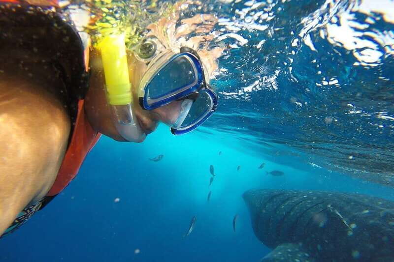 From Cancún: Half-Day Snorkeling with Whale Sharks - Authentic Experiences Reported by Guests