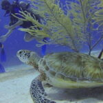 From Cancun: Shipwreck Dives Experience in Puerto Morelos - What Makes This Tour Stand Out