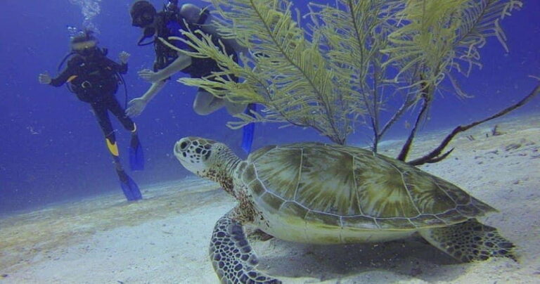 From Cancun: Shipwreck Dives Experience in Puerto Morelos - What Makes This Tour Stand Out