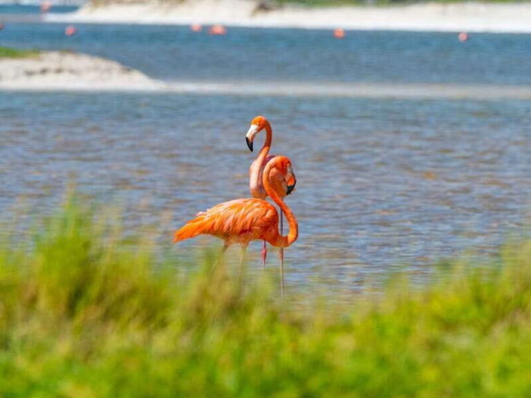 From Cancun/Tulum/Riviera: Las Coloradas & Rio Lagartos Tour - What to Expect from the Tour
