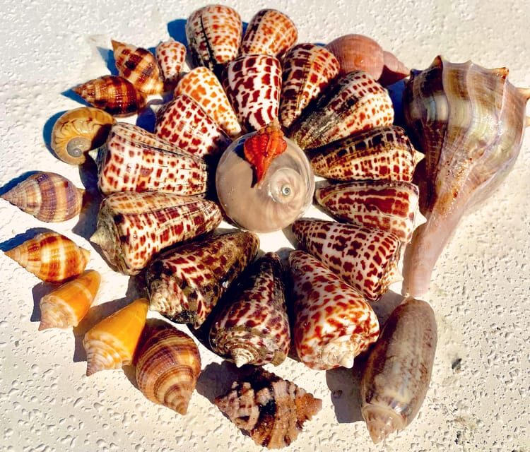 From Goodland: Private Shelling and Dolphin Watching Cruise - Why This Tour Works Well