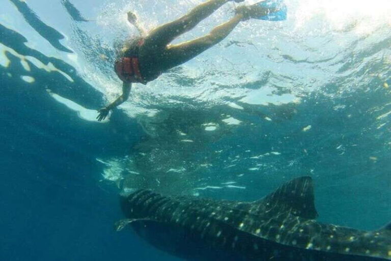 From Holbox Island: Whale Shark Tour - The Experience: Why It Stands Out
