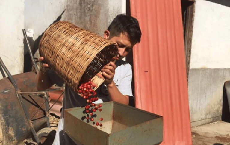 From Huatulco: Coffee and Mezcal Tour - An In-Depth Look at the Tour Experience