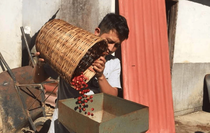 From Huatulco: Coffee and Mezcal Tour - An In-Depth Look at the Tour Experience