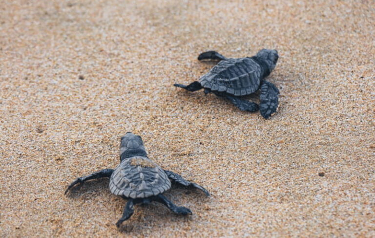 From Huatulco: Crocodiles and Turtles Eco Tour - An In-Depth Look at the Crocodiles and Turtles Eco Tour