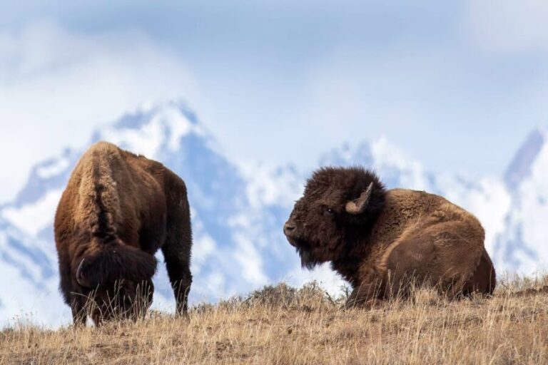 From Jackson: Grand Teton Sunset and Sightseeing Tour - Price and Value