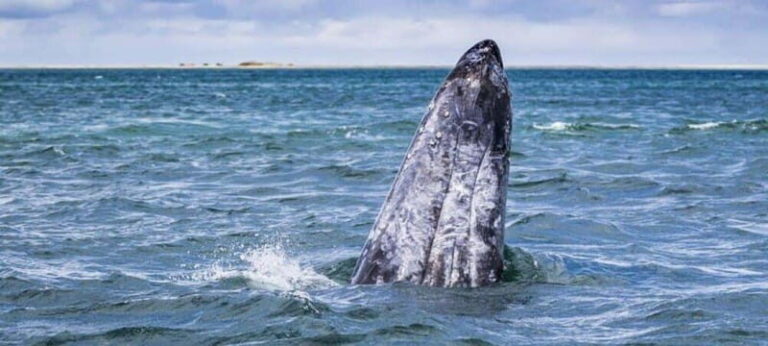 From La Paz: Puerto Chale Gray Whale Watching Tour - A Closer Look at the Itinerary and What Youll Experience