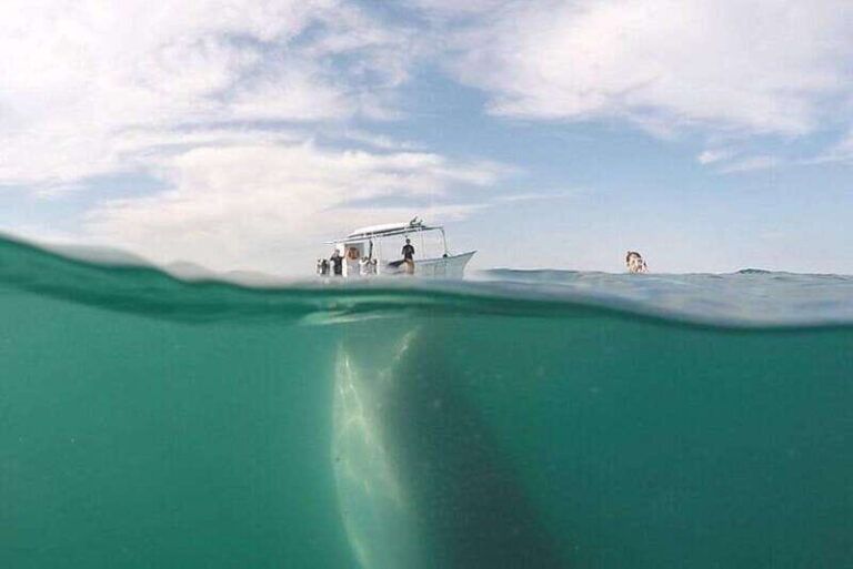 From La Paz: Whale Sharks, Sea Lions & Balandra Beach Combo - Why This Tour Is a Great Choice