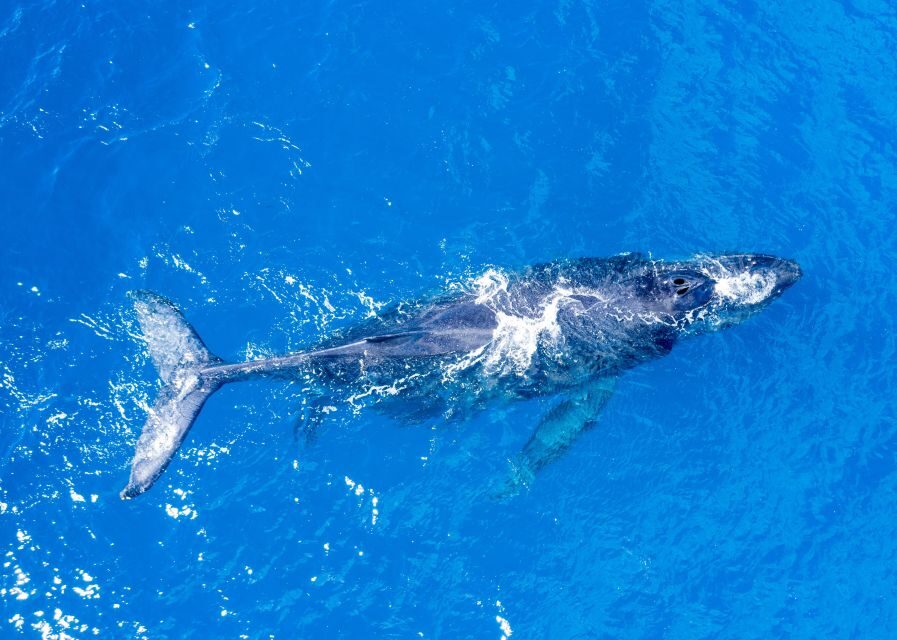 From Maalaea: Whale Watching Catamaran Cruise with Drinks - Detailed Breakdown of the Itinerary