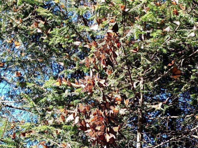 From Mexico City: Monarch Butterfly Sanctuary El Rosario Tour - What’s Included and What’s Not