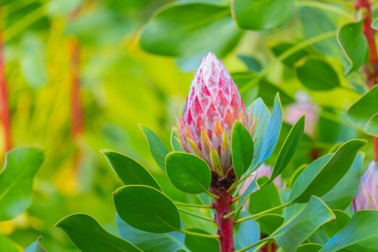 From Oahu: Best of Maui/Haleakala - Sips, Sites & Bites - The Value and Who It’s Best For