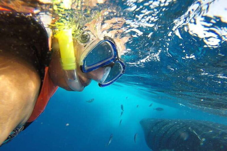 From Playa del Carmen: Whale Shark Tour - The Full Itinerary Breakdown
