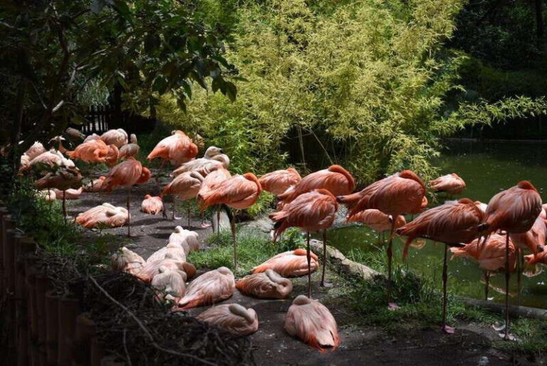 From Puebla: Africam Safari Private Tour all included - Wrapping Up: Is This Tour for You?