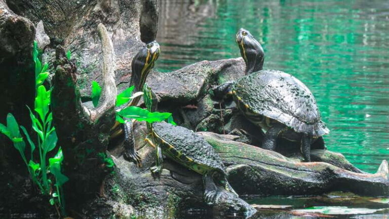 From Riviera Maya: 3 Cenotes Adventure Tour with Lunch - The Itinerary Breakdown