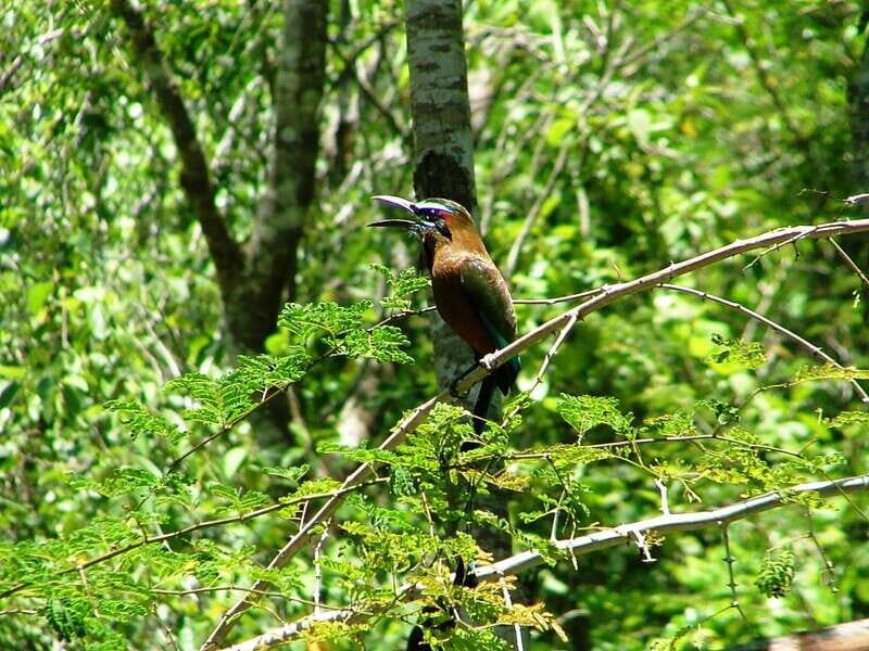From Riviera Maya : Sian Ka'an Muyil Birdwatching with Guide - Who Will Love This Tour?