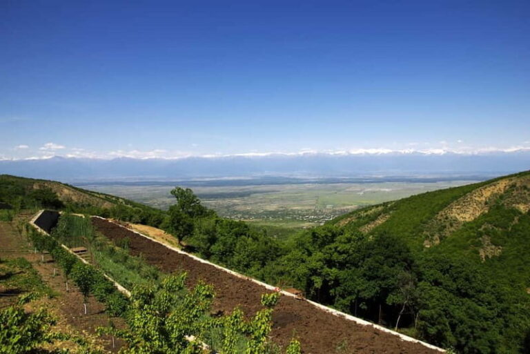 From Tbilisi: Kakheti & Sighnaghi Guided Day Trip with Wine - Wine Tasting & Regional Cuisine at Tokhliauri