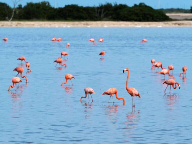 From Valladolid: Rio Lagartos and Ek Balam Day Trip - A Complete Breakdown of the Day