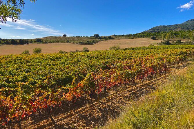 Full-Day Private Wine Tasting Tour in La Rioja with lunch - Price and Value