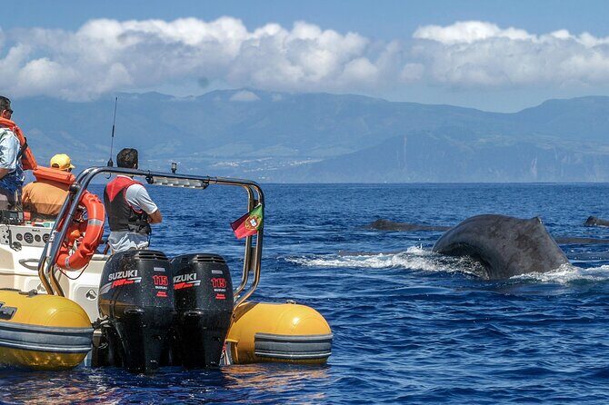 Full-Day Whales & The Princess Ring Islet (incl. Lunch) - Practical Tips & Considerations