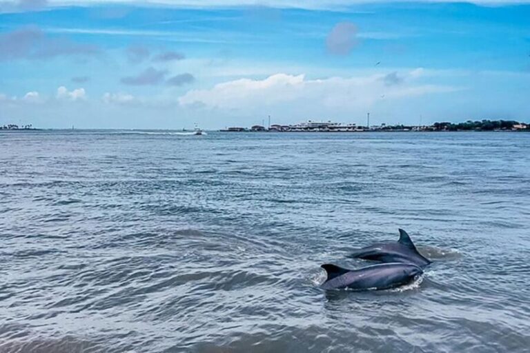 Galveston: Dolphin-Watching Cruise - Analyzing the Tour’s Value
