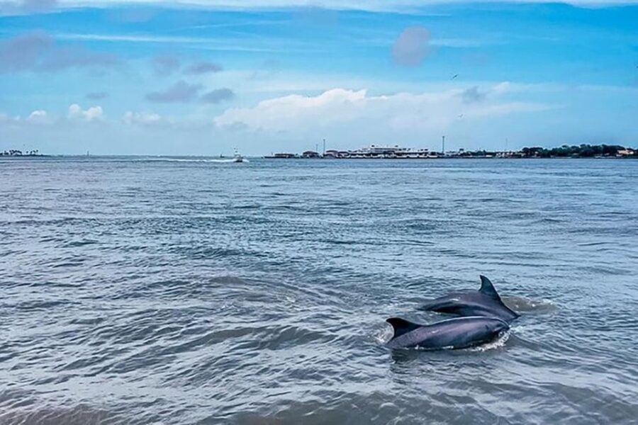Galveston: Dolphin-Watching Cruise