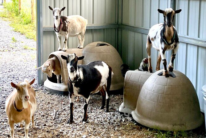 Gem Mining and Goat Farm Walking Tour in Hendersonville - Final Thoughts