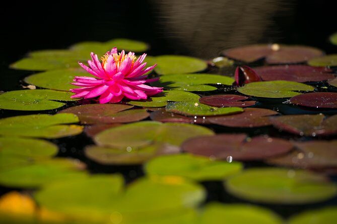 General Admission to Denver Botanic Gardens Ticket - Analyzing the Value and Experience