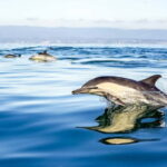 Gibraltar: Dolphin Watch Cruise & Cable Car Fast Track Combo - Reviews & Insights from Past Participants