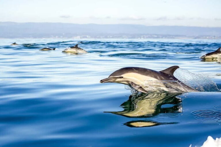 Gibraltar: Dolphin Watch Cruise & Cable Car Fast Track Combo - Reviews & Insights from Past Participants