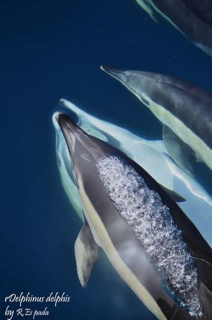 Gibraltar: Dolphin Watching Tour - What to Expect from the Gibraltar Dolphin Watching Tour