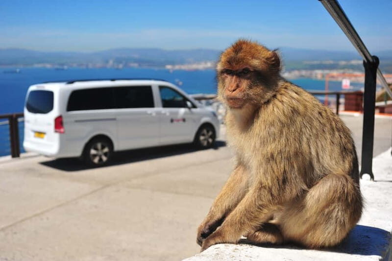 Gibraltar: Private Highlights Tour with Entry Tickets - Practical Details & Value