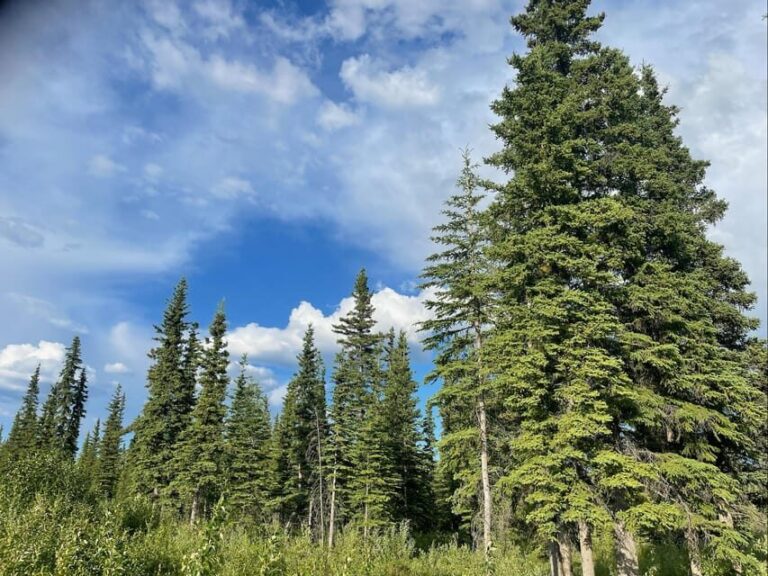 Glacial Lake, Waterfall and rainforest. Beauty of Turnagain! - Practical Details and Value