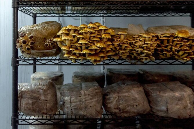 Gourmet Mushroom Farm Tour in Tennessee - Detailed Breakdown of the Itinerary