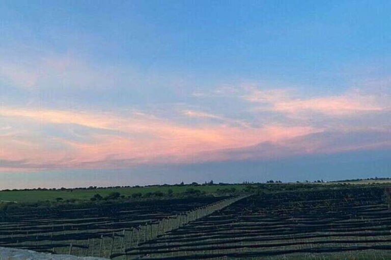 Guanajuato: Private Wine Route Tour with Tastings - An In-Depth Look at the Tour Experience