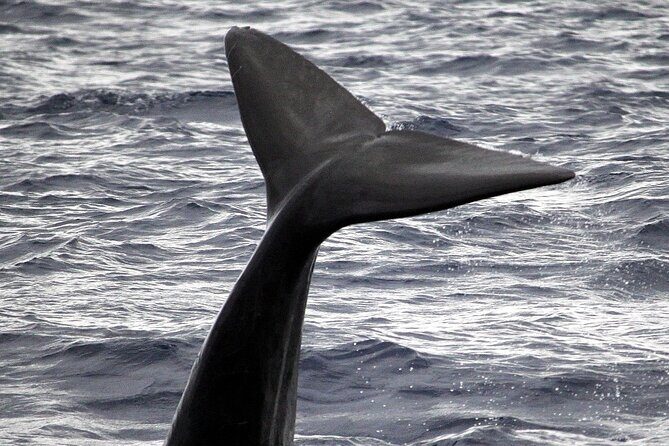 Guaranteed Whale or Dolphin Watching Tour - Funchal - The Experience in Detail