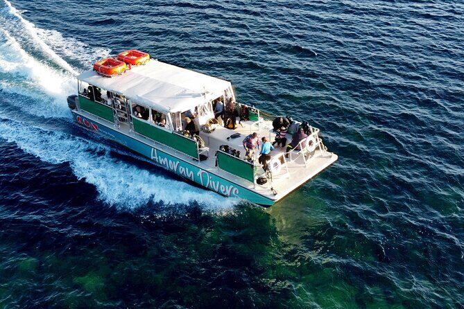 Half-Day Florida Keys Catamaran Snorkel Adventure - The Marine Life: What You Might Encounter