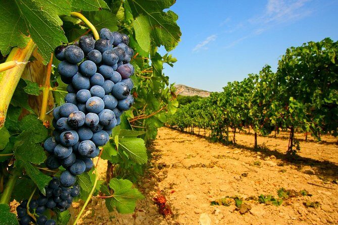 Half Day Great Vineyard Tour from Avignon - The Itinerary: What to Expect